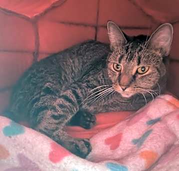 Photo of TOOTSIE