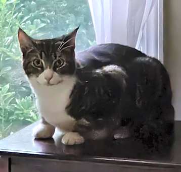 Photo of Milo