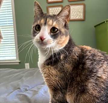 Photo of Trikki (PetSmart Laurens Rd)