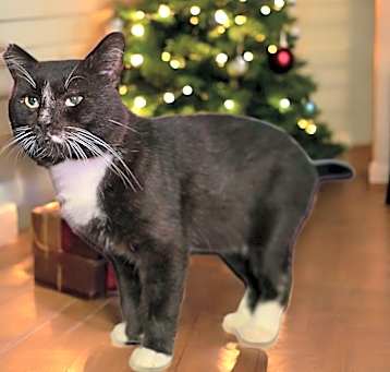Photo of Tux