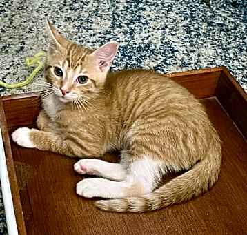 Photo of Fontaine