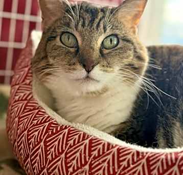 Photo of Stella