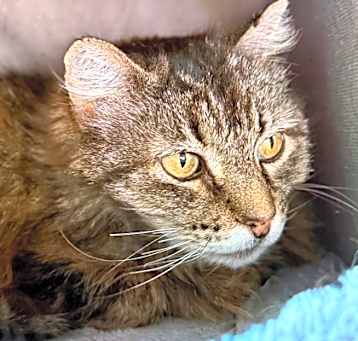 Photo of Plum