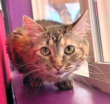 Photo of Artemis