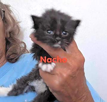 Photo of Nacho