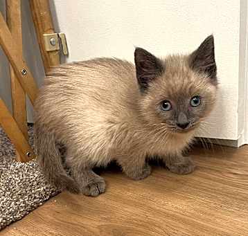 Photo of Hyacinth