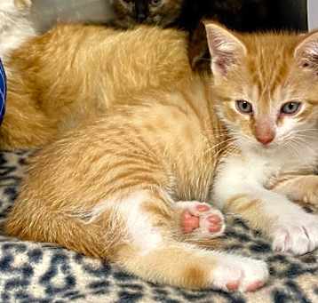Photo of Itty