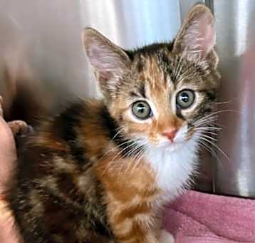 Photo of Catala