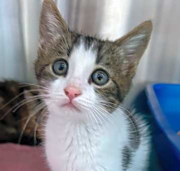Photo of Topcat