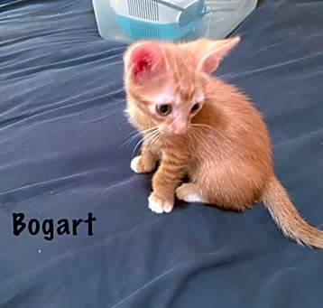 Photo of Bogart