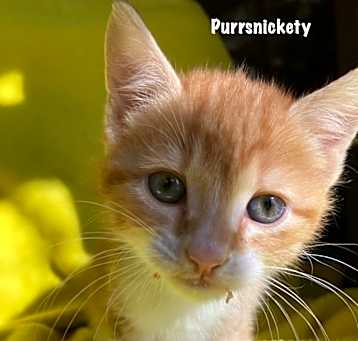 Photo of 01-Purrsnickety Purrkins