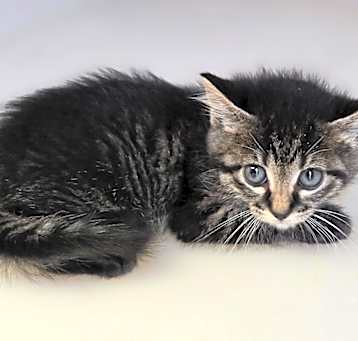 Photo of Kitten 4