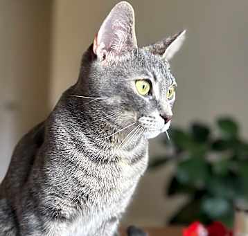 Photo of Taco