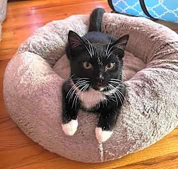 Photo of Petey