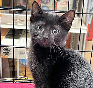 Photo of Boobear