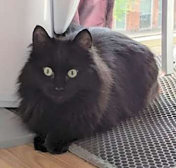 Photo of Ravenpaw