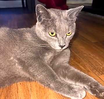 Photo of Smokey