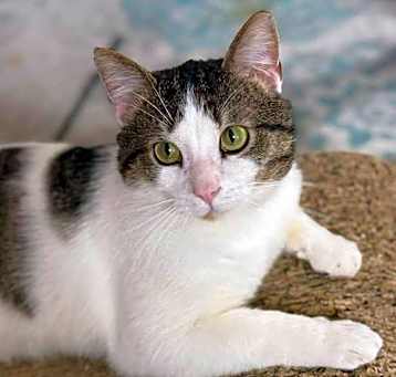 Photo of Milo