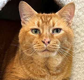 Photo of Simba