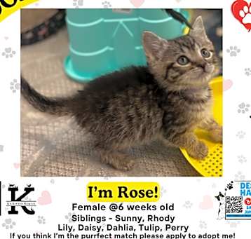 Photo of Rose