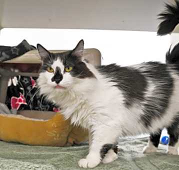 Photo of Neriah