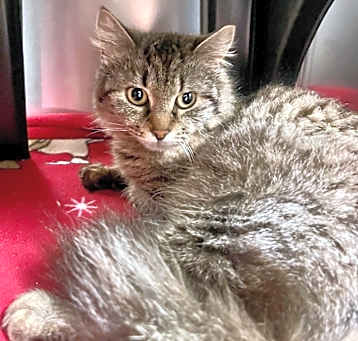 Photo of Tara