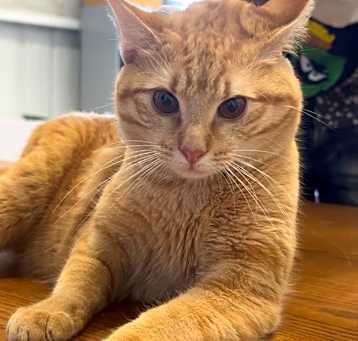 Photo of Blaze