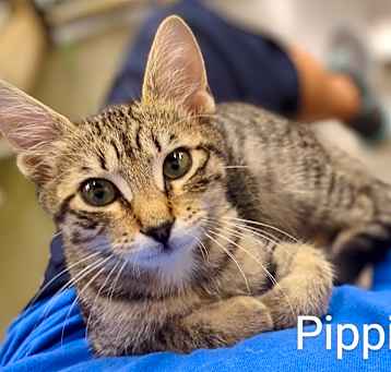 Photo of Pippi