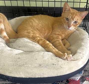 Photo of Mango