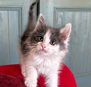 Photo of Laney