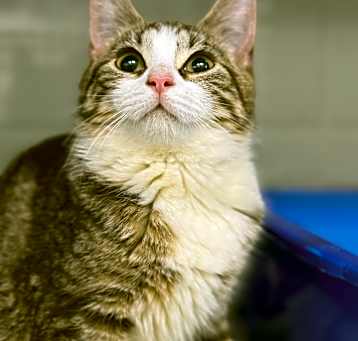 Photo of Mercury