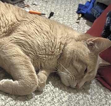 Photo of Chester