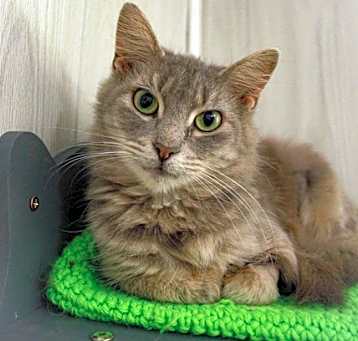 Photo of Feather Biscuits