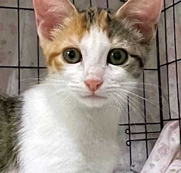 Photo of Callie