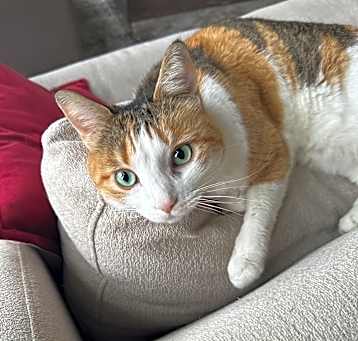 Photo of Sadie