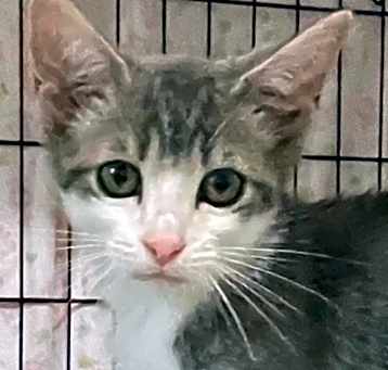 Photo of Scout