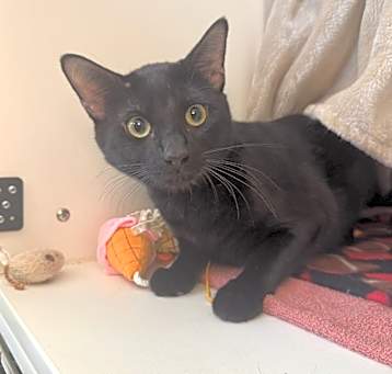 Photo of Midnight