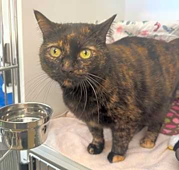 Photo of Pepper