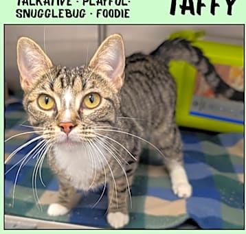 Photo of Taffy