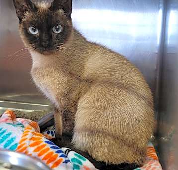 Photo of Churro (Spayed)