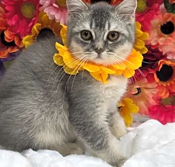 Photo of Skittles
