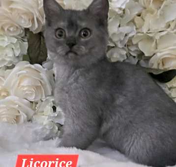 Photo of Licorice