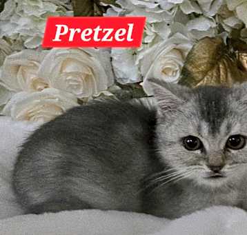 Photo of Pretzel