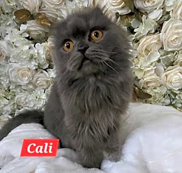 Photo of Cali
