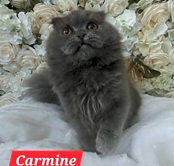 Photo of Carmine