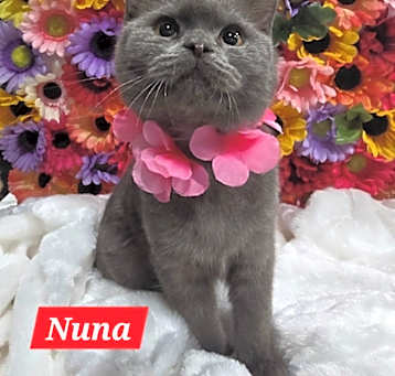 Photo of Nuna