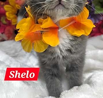 Photo of Shelo