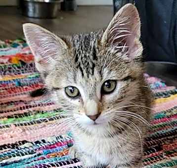 Photo of PANSY