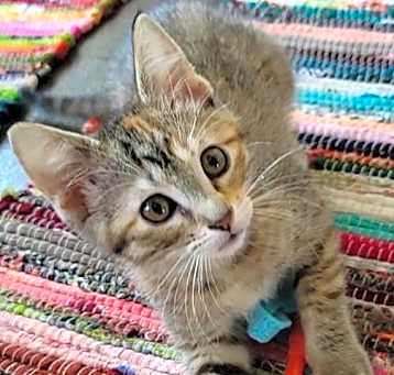 Photo of PERIWINKLE
