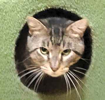Photo of Hank